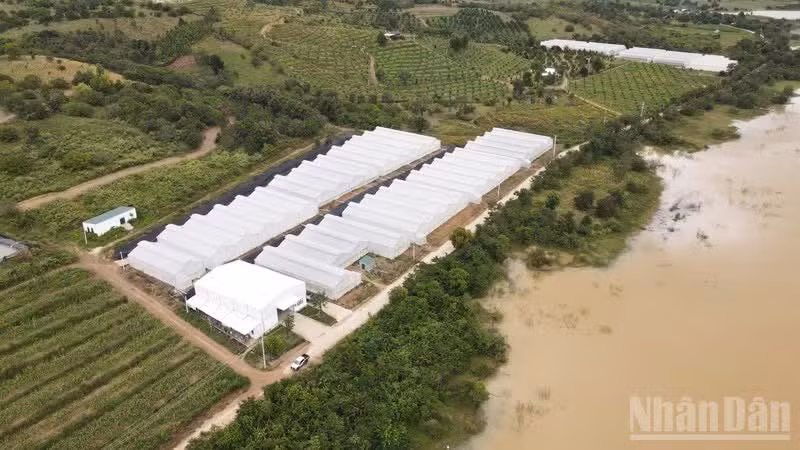 A corner of Chapor Farm in Ma Ty Village, Bac Ai Tay Commune, Khanh Hoa Province. (Photo: NGUYEN TRUNG)