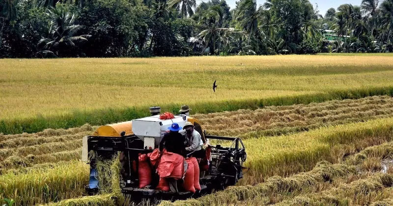 Farmers in Ca Mau apply mechanisation in harvesting the summer-autumn rice crop. (Illustrative photo published by VNA)