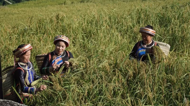 Harvesting Tai sticky rice in Phieng Phang Hamlet, Thuong Minh Commune. (Photo: TUAN SON)