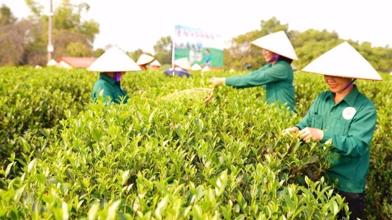 Cooperatives help their members increase incomes and improve their livelihoods. (Photo: SON HA)