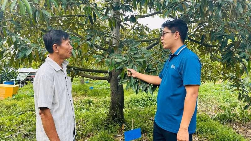 A durian orchard using safe and effective plant protection products in Hau My Commune, Dong Thap Province. (Photo: ANH THU)