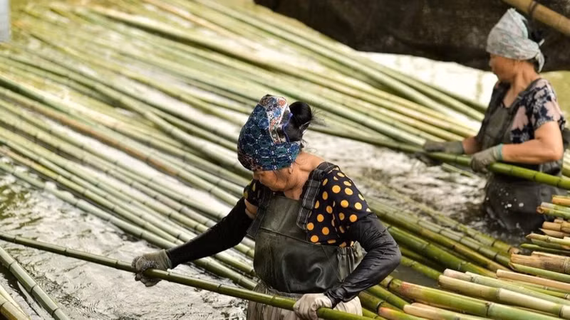 Soaking bamboo is the first step in the material treatment process at Xuan Lai craft village, helping to increase durability and enabling the bamboo to develop its distinctive colour after smoking.