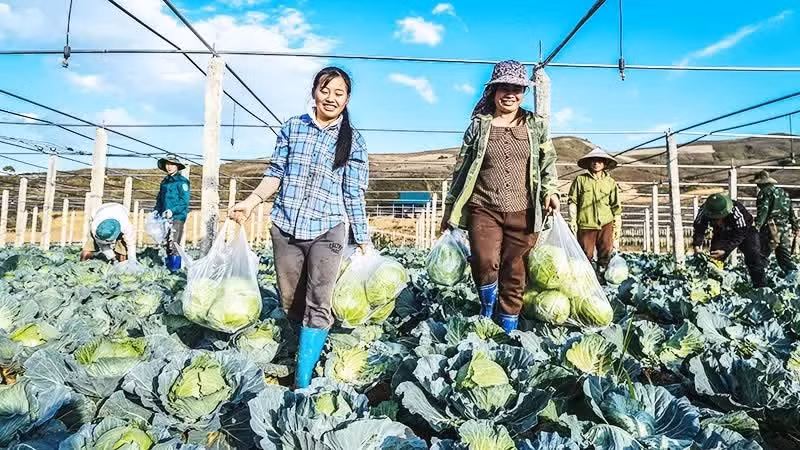 Agricultural cooperatives play an important role in rural development and organising production for farmers. Photo: THANH DAT