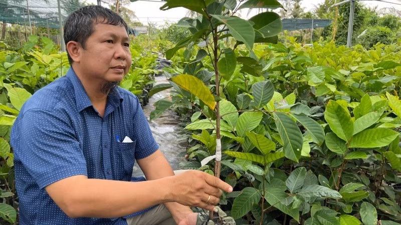 Local people in Cho Lach District produce seedlings for markets nationwide. (Photo: HOANG TRUNG)