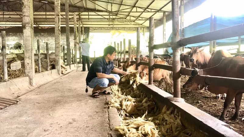 Livestock farming at Tien Thanh High-Tech Agricultural Cooperative, Yen Son District (Tuyen Quang Province).