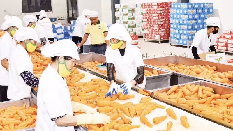 Carrots are processed and packaged for export at Duc Chinh Cooperative in Tue Tinh Commune, Hai Phong. (Photo: KHANH AN)