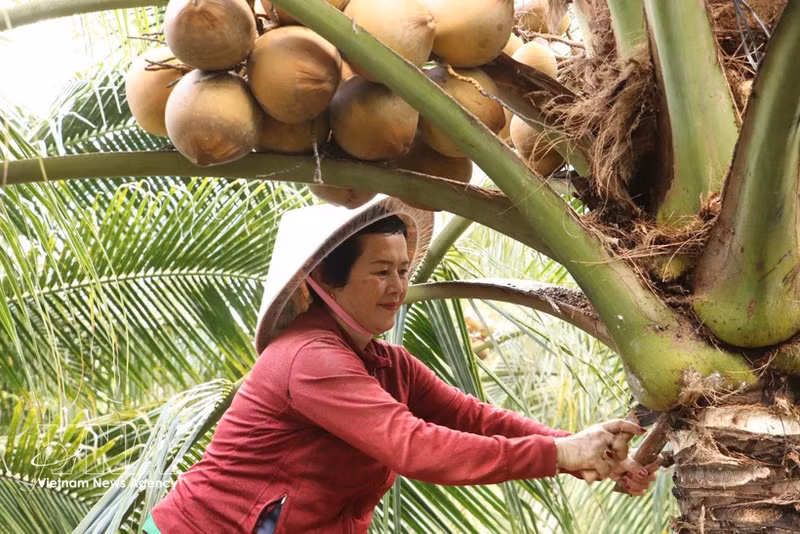 At a coconut orchard in Dong Thap province (Photo: VNA)