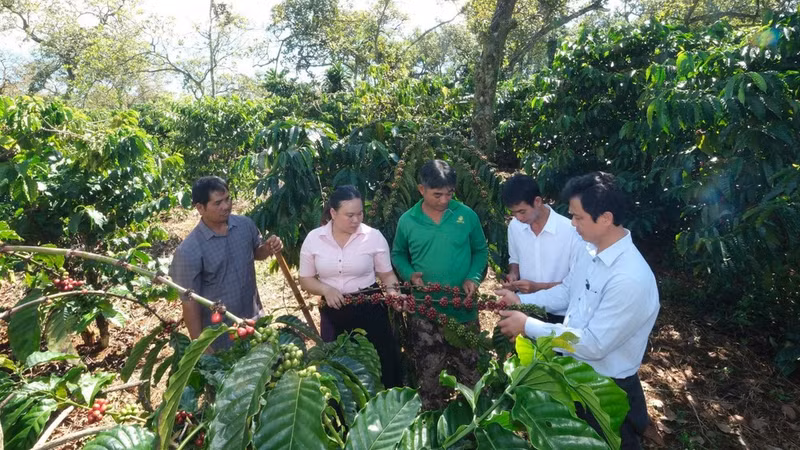 Leaders of Dak Nhau Commune visit the coffee garden intercropped beneath cashew trees belonging to Party member Dieu Tan in Dak La Hamlet.