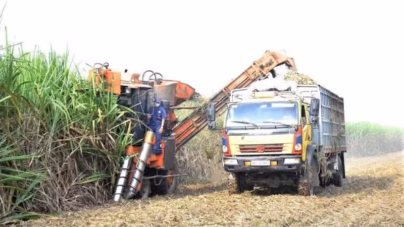 Sugarcane is harvested by machine in a concentrated raw material growing area in Nghe An Province.