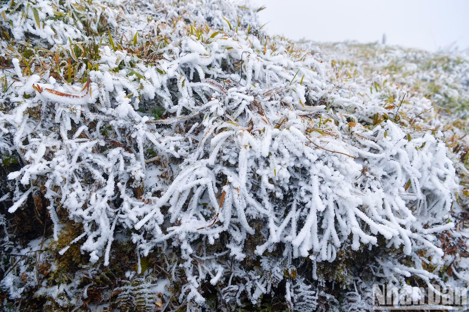 The flora on Mount Fansipan is covered in snow.