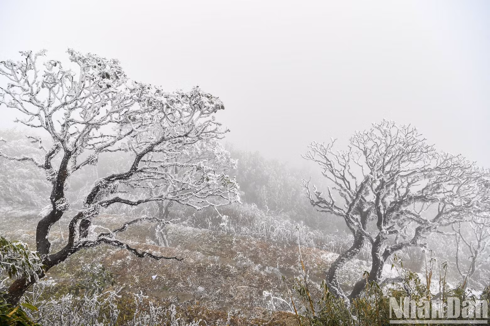 Rhododendron trees, which are hundreds of years old, are covered in snow.
