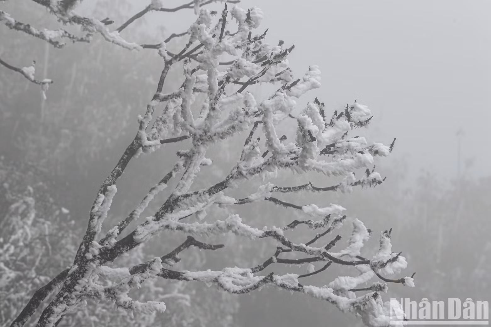 “Snow flowers” are formed on the tree branches.