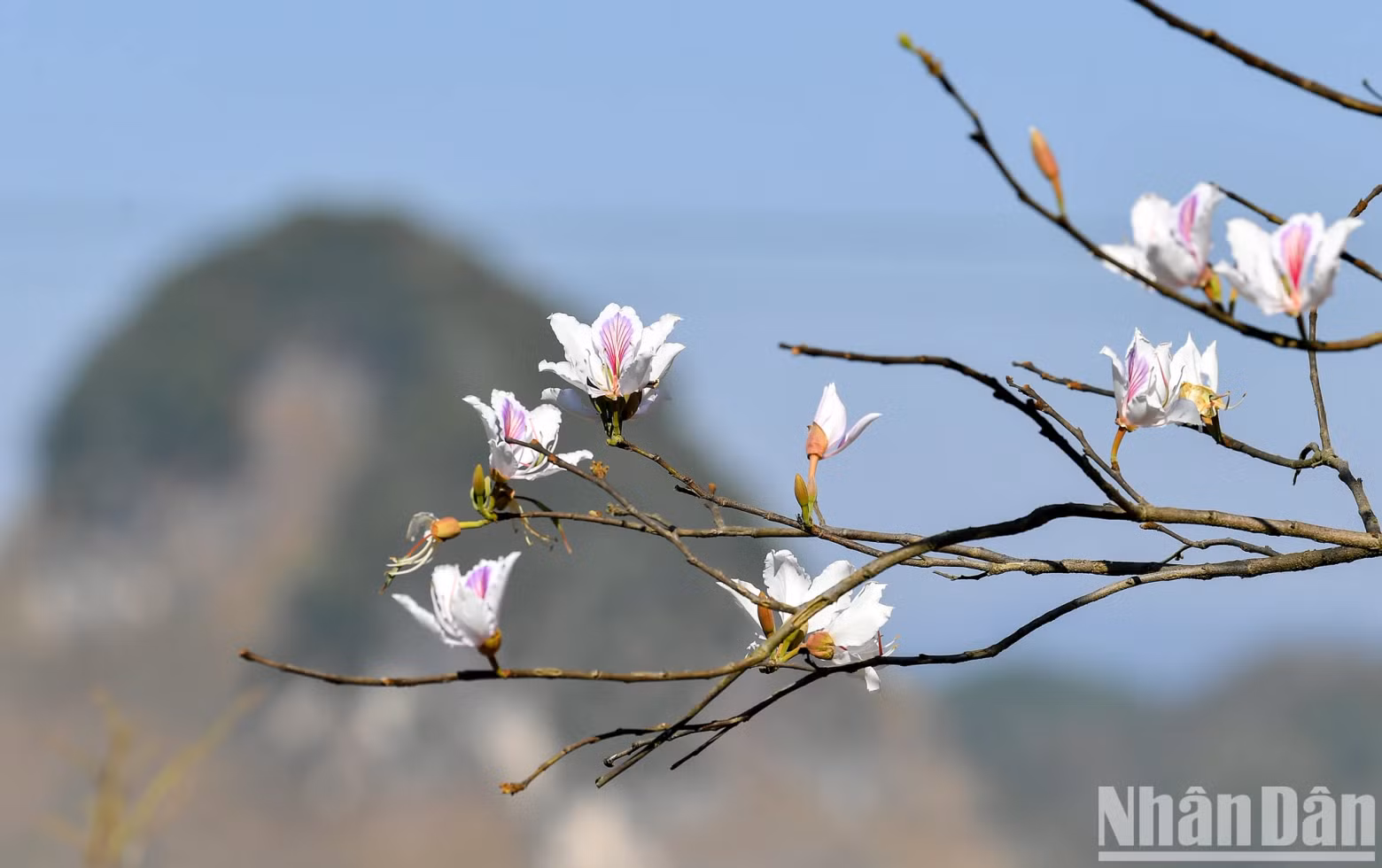 Blooming bauhinia flowers boast charm in Dien Bien Province.