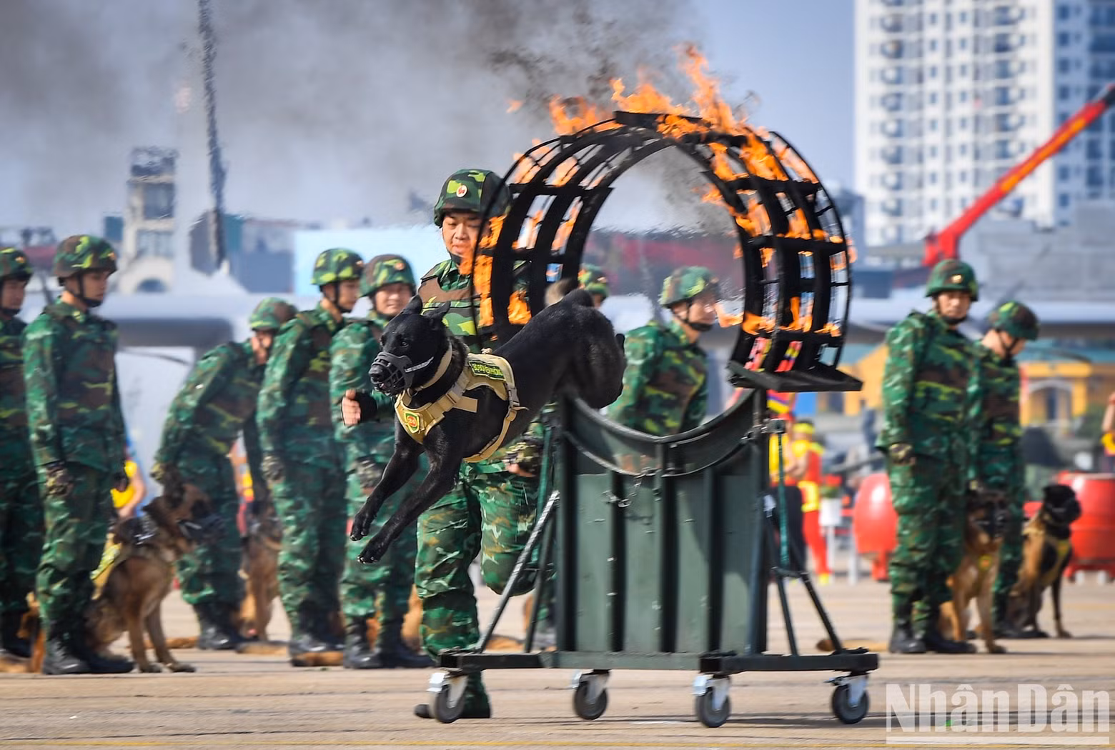 A performance of military dogs at the opening ceremony. A performance of military dogs at the opening ceremony.