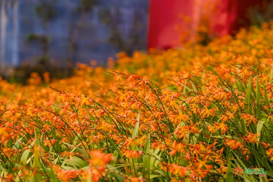 Crocosmia flowers drenched in brilliant red on Mount Fansipan ảnh 1