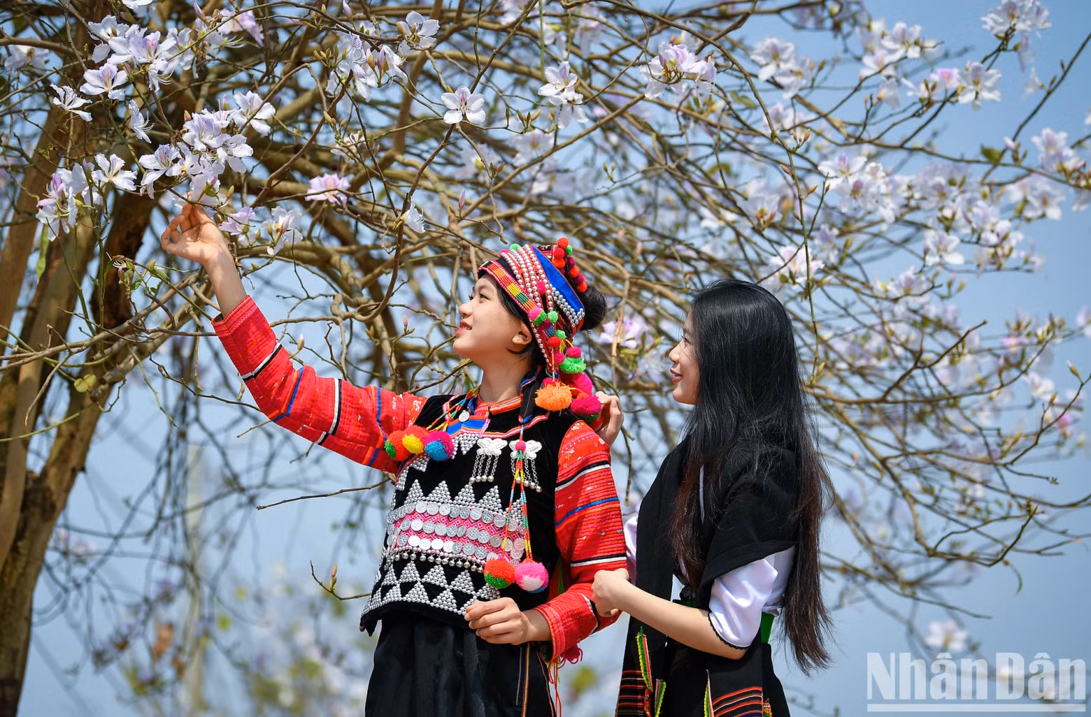 Young ethnic women pose next to a blooming bauhinia tree.