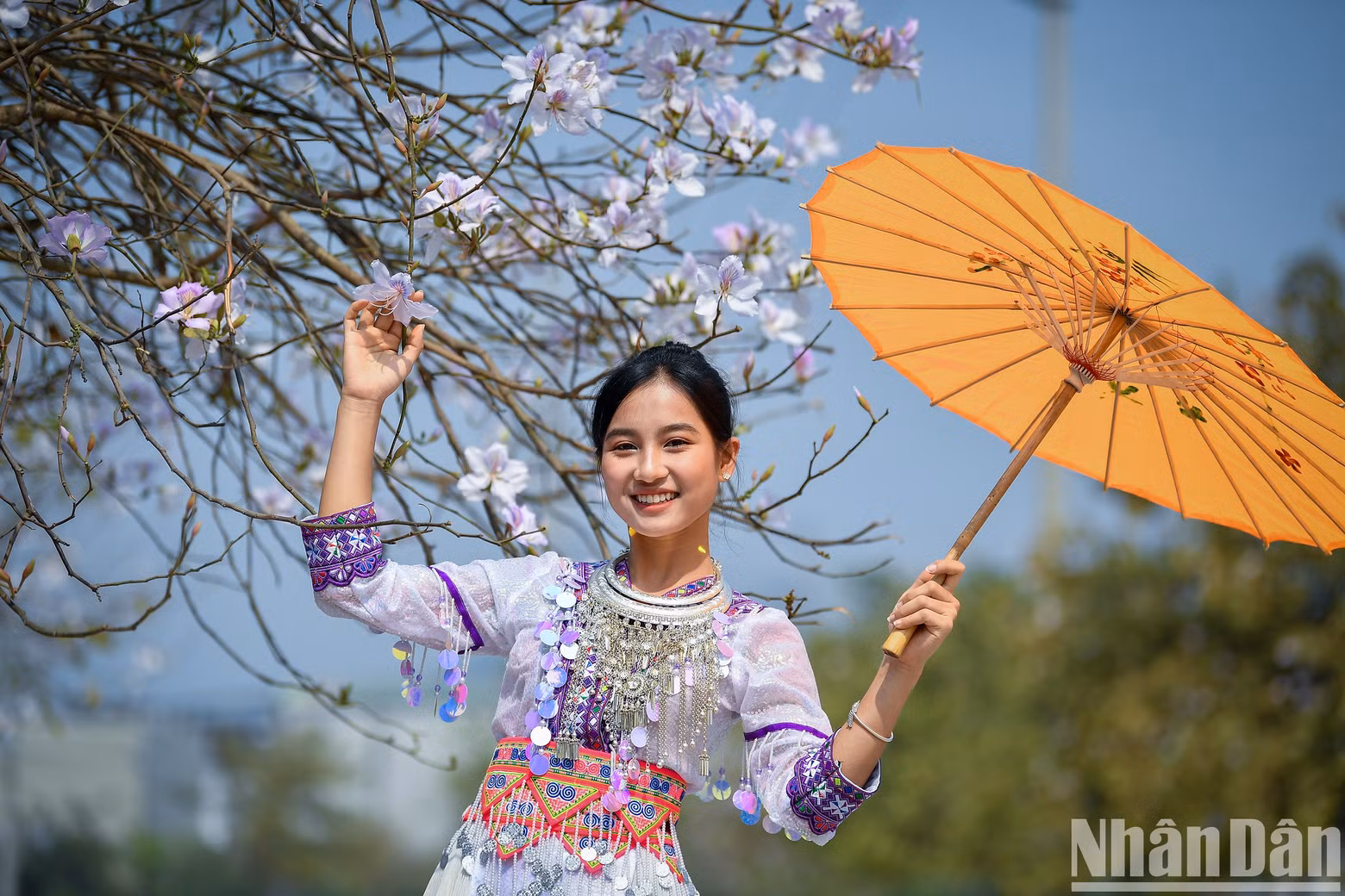 In the belief of people in the northwest region, bauhinia flowers symbolise faithfulness and beauty of women.