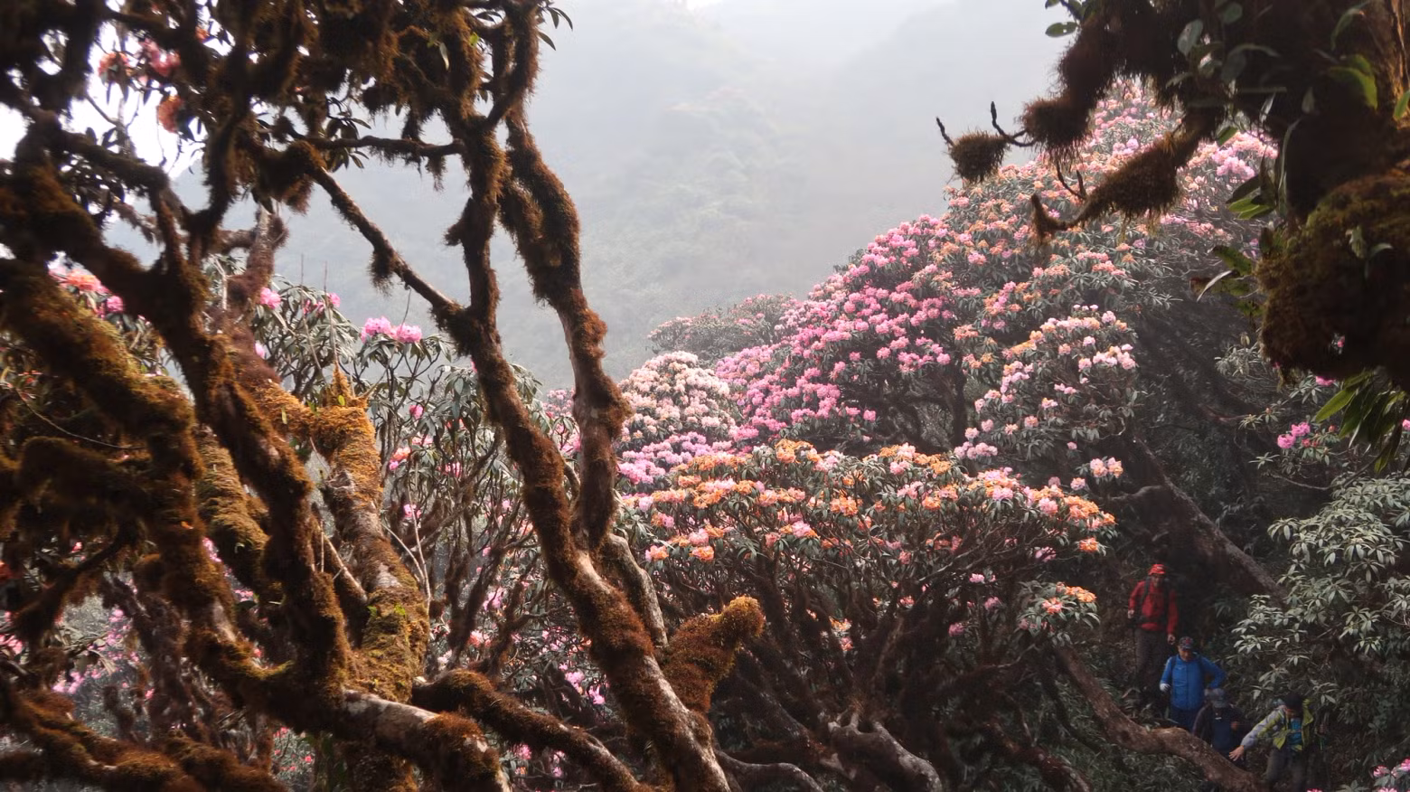 Azaleas are in full bloom with different colours of white, yellow, pink, red, and purple, making anyone who comes to this place feel like they are lost in a fairy tale land in mid-air. Azaleas are in full bloom with different colours of white, yellow, pink, red, and purple, making anyone who comes to this place feel like they are lost in a fairy tale land in mid-air.