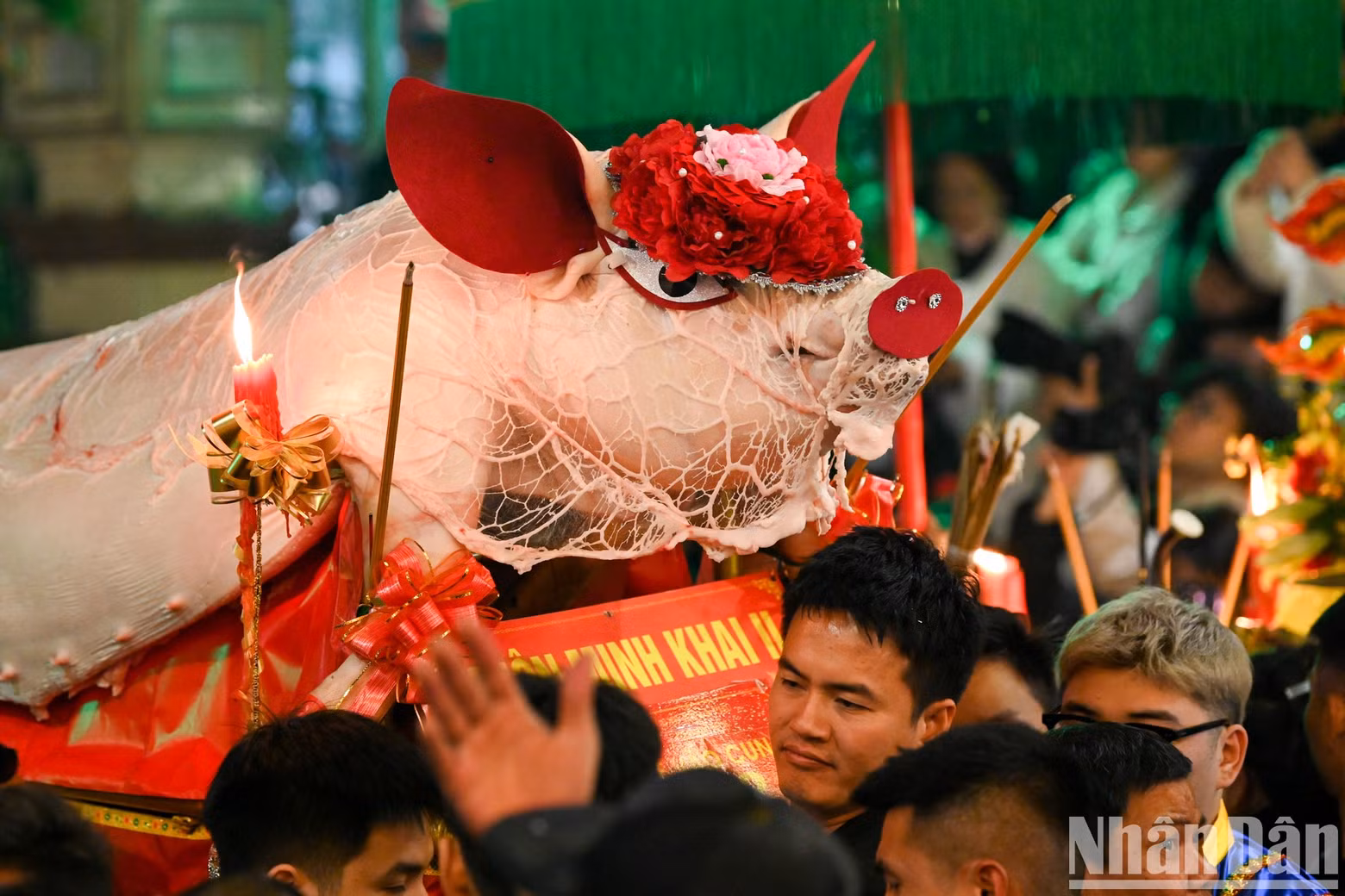 Pigs that are big and well-decorated are awarded by the village.