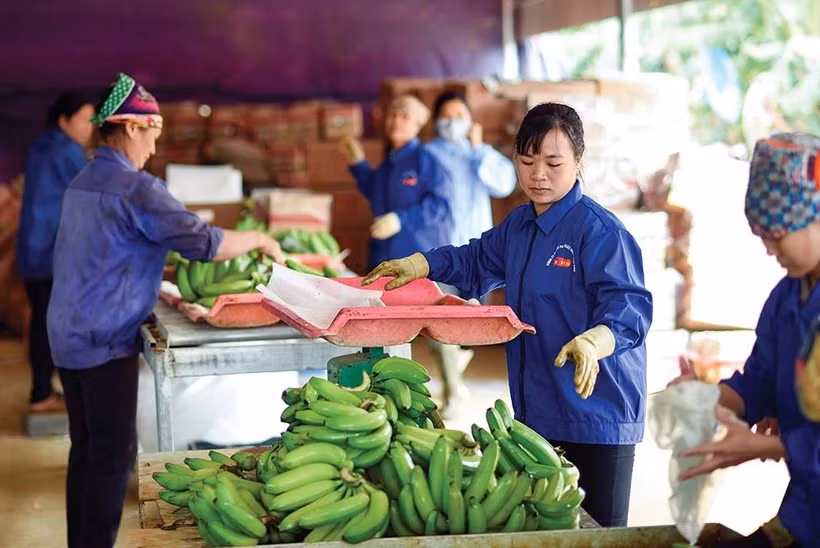 Businesses asked to strictly comply with food safety regulations for export ảnh 1