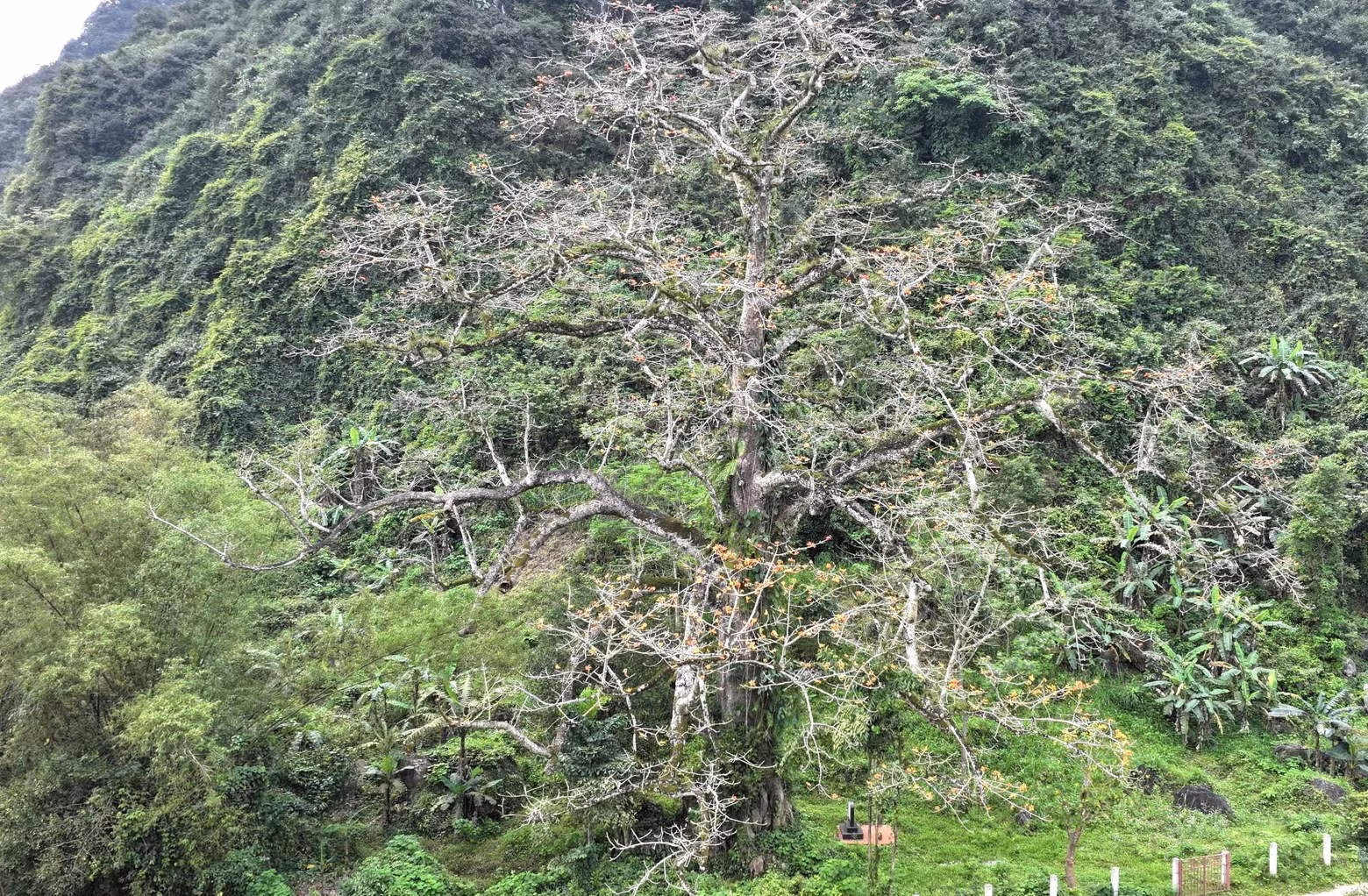 The tree is about 25 meters tall with a canopy spreading approximately 20 meters wide. The trunk's diameter at the base is about 5-6 meters.