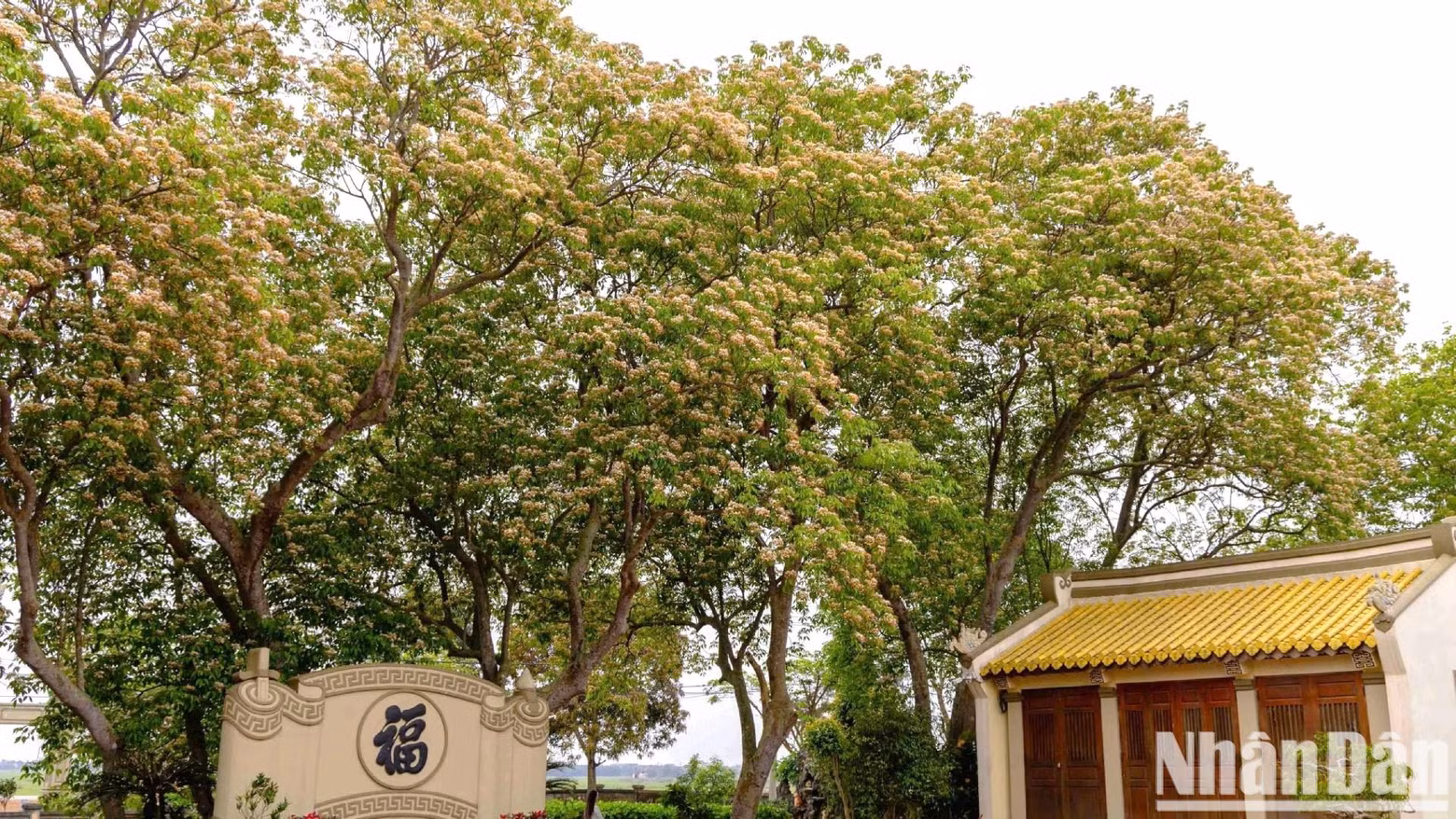 The trees often grow wild in localities in the north-central region, such as Quang Binh Province and Hue City.