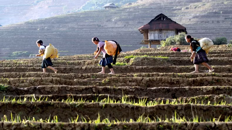 The life of Lai Chau people is closely associated with terraced fields.