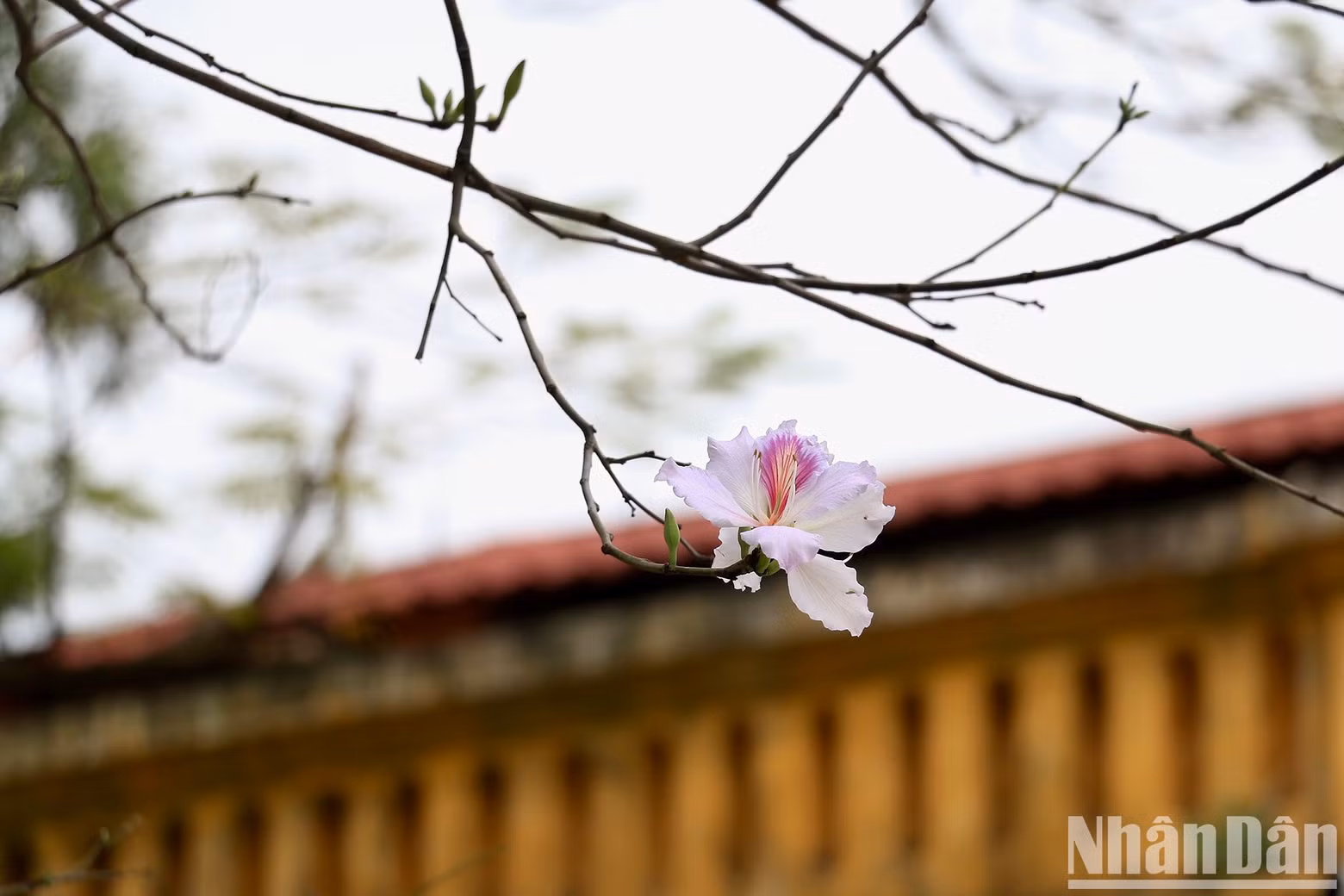The light pink flowers give people a sense of peace.
