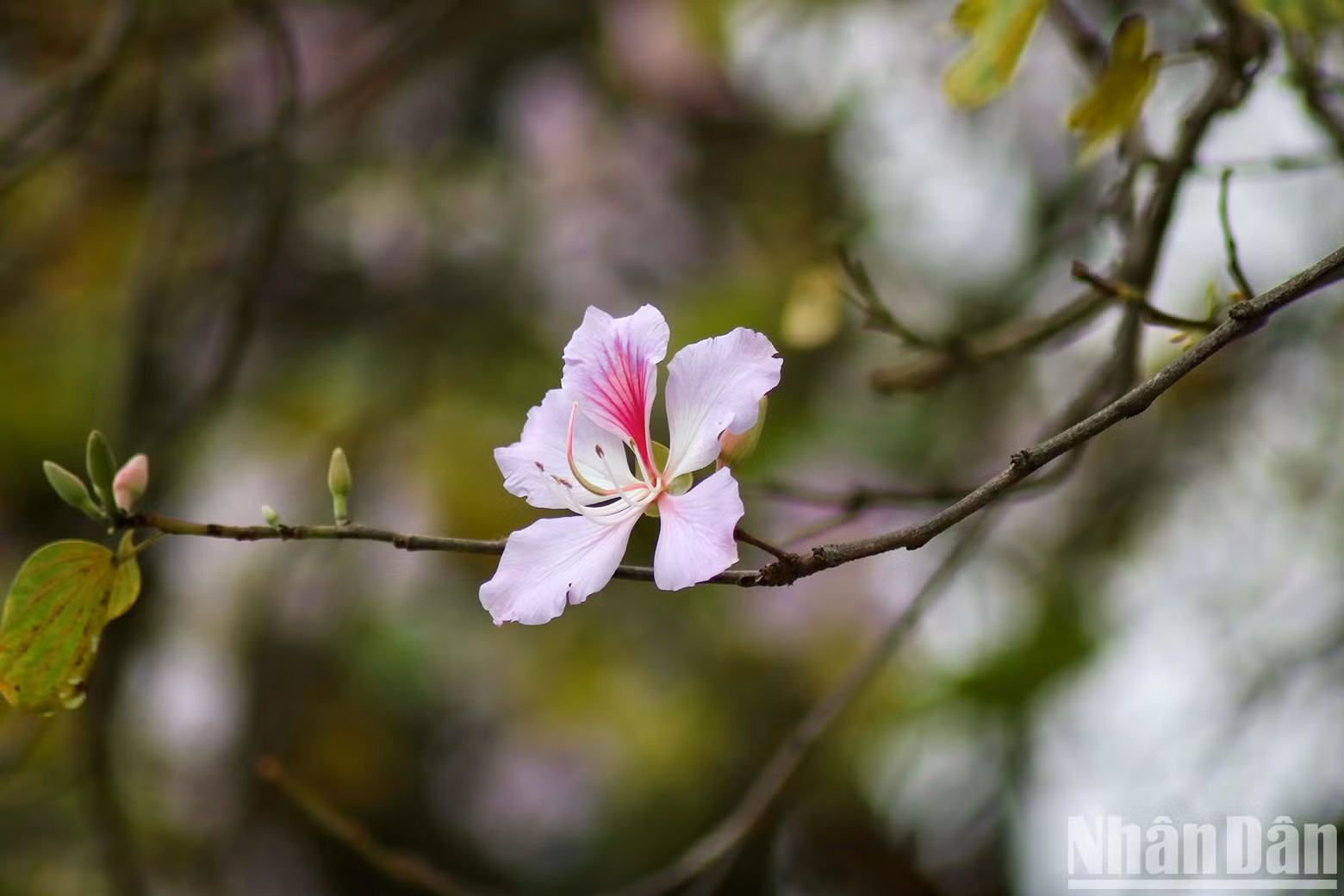 Each flower usually consists of four to five light pink petals, with the pistil producing a gentle scent.