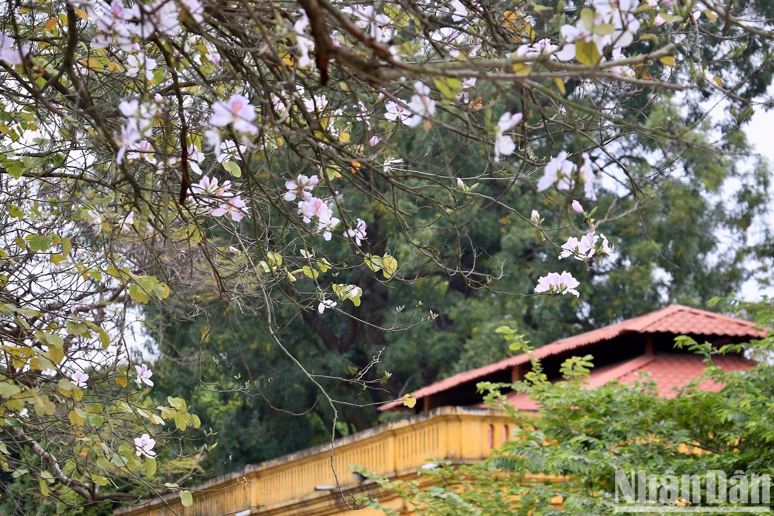 A typical species of the northwestern mountains, the flowers, also known by other names such as mountain ebony, usually come into bloom in late February and early March.