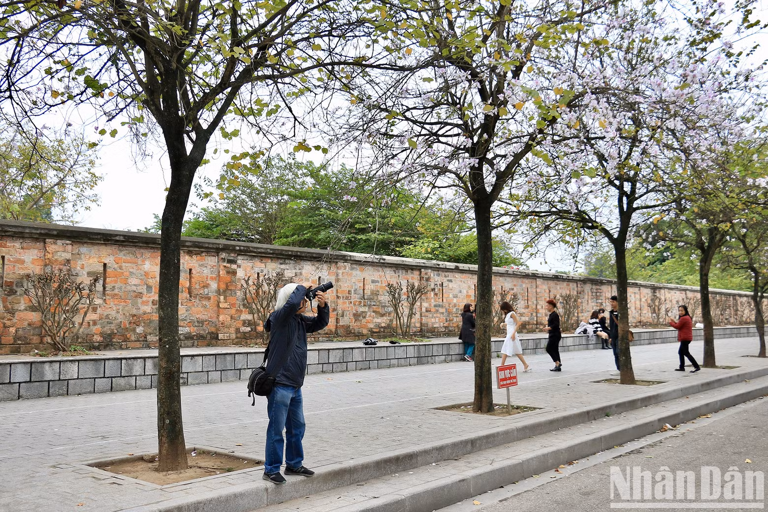 A photographer is working to capture the beauty of the flowers in spring.