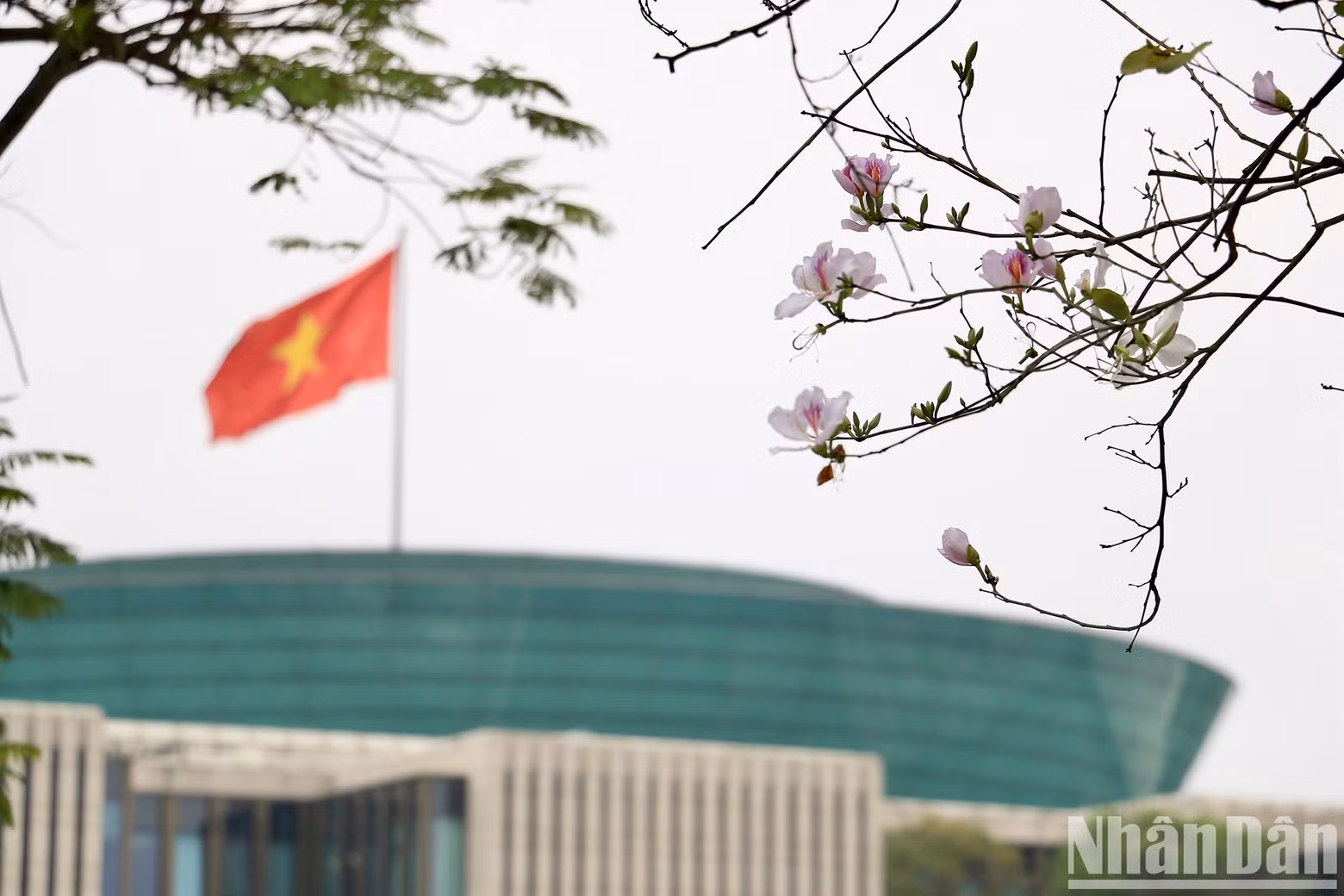 The flowers began to blossom on the streets of Hoang Dieu and Bac Son in mid-February.