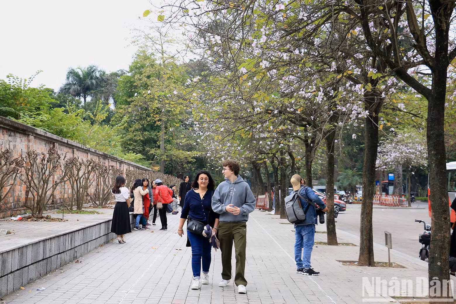 The blooming mountain ebony flowers add a touch of sheer beauty to the capital city.