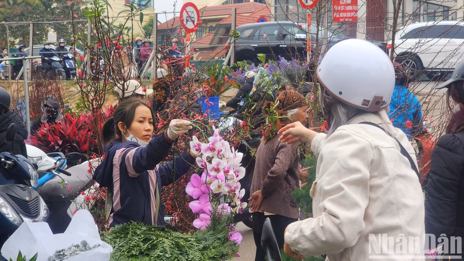 Orchid flowers are also a favourite flower for Tet. Orchid flowers are also a favourite flower for Tet.