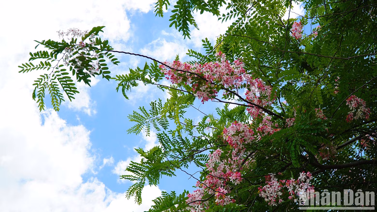With its broad canopy and easy growth, Java cassia is planted to embellish and provide shade for streets and neighbourhoods.