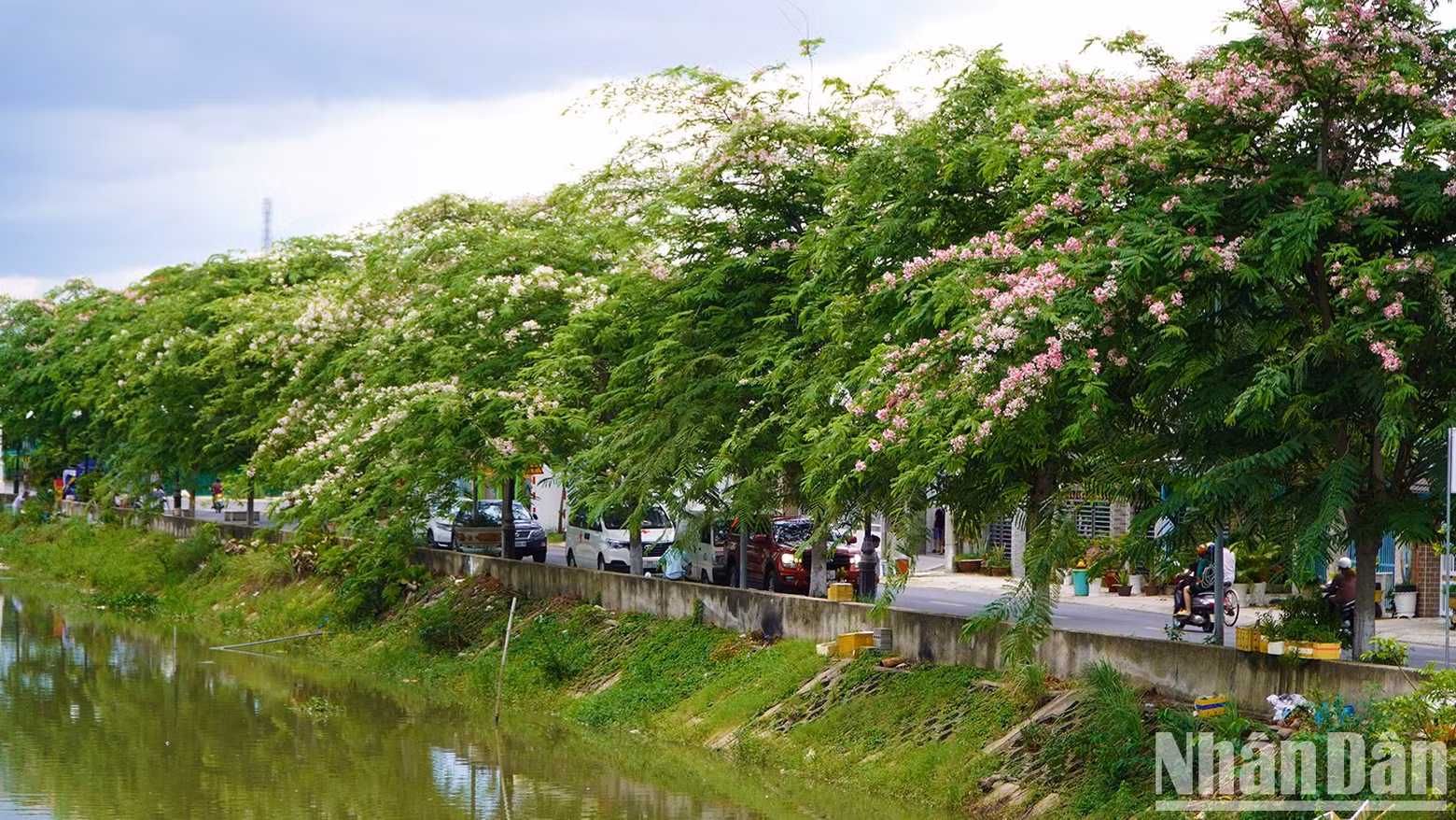 Java cassia flowers are usually in bloom from April to June.