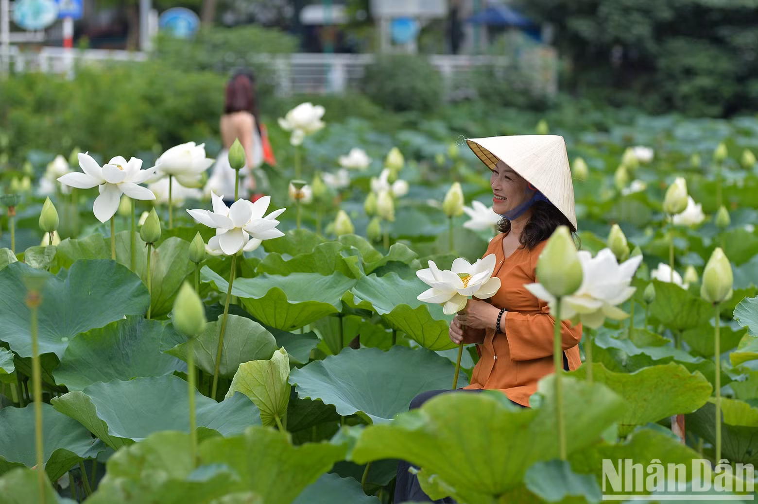 In Vietnam, the lotus has not officially been chosen as the national flower. However, in the hearts of many people, the lotus is always a symbol of pure and elegant beauty. In Vietnam, the lotus has not officially been chosen as the national flower. However, in the hearts of many people, the lotus is always a symbol of pure and elegant beauty.
