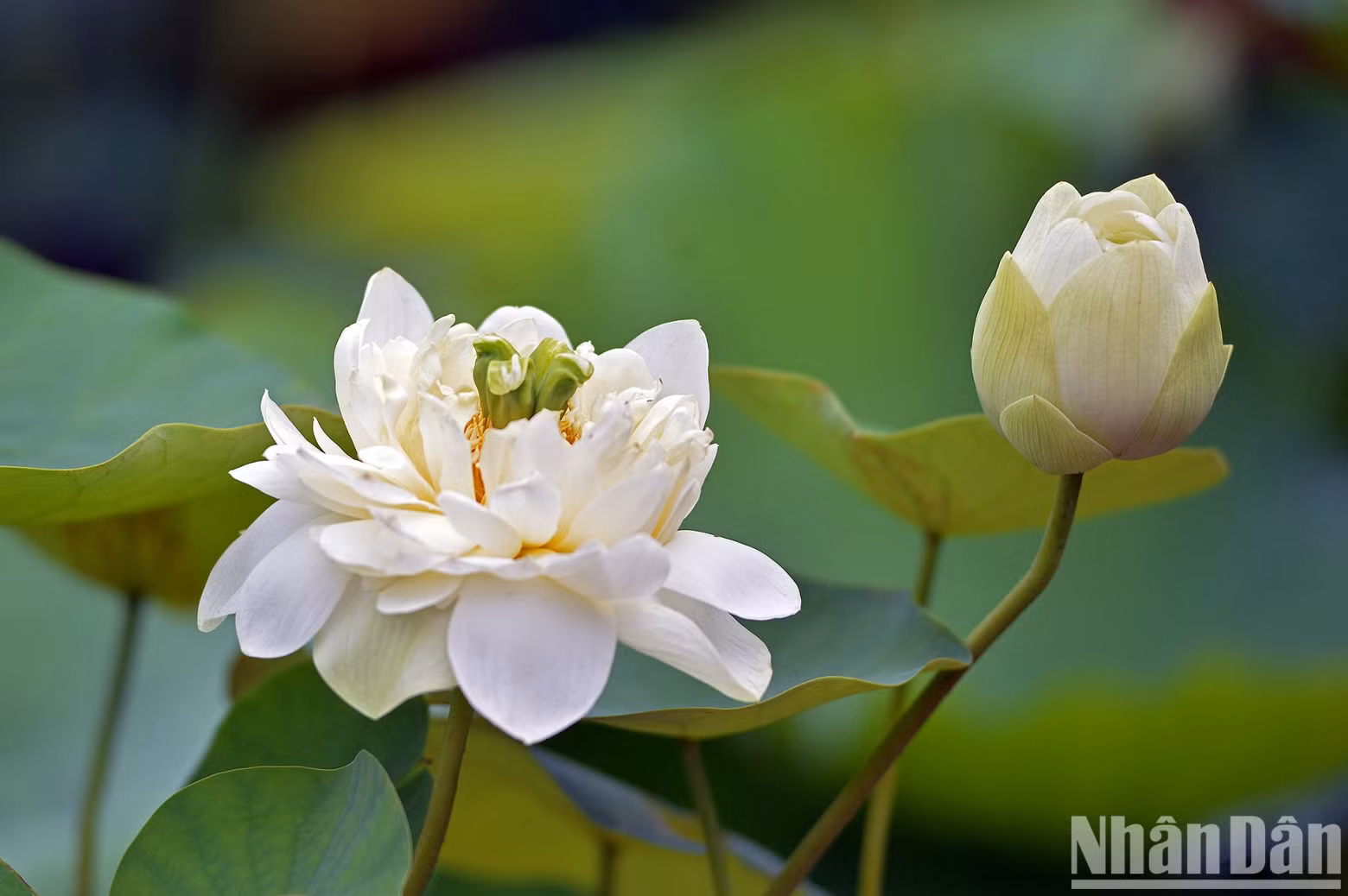 Some countries choose lotus as their national flower, such as India, Sri Lanka and Egypt. Some countries choose lotus as their national flower, such as India, Sri Lanka and Egypt.