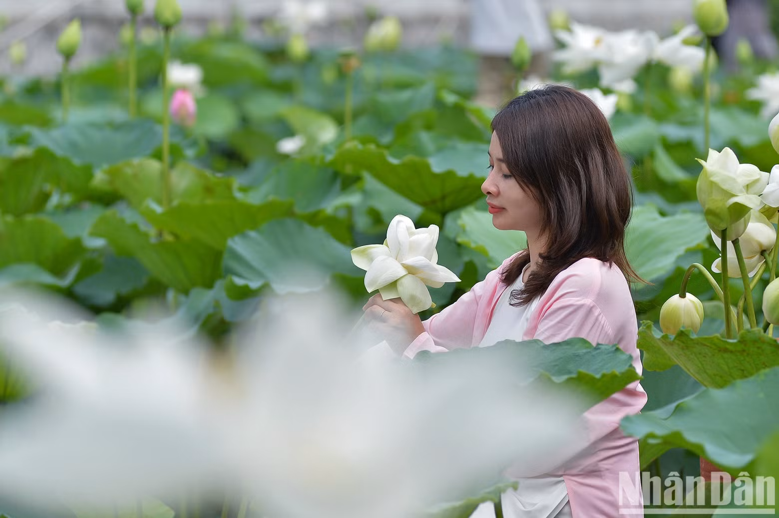 During peak season, each lotus pond with photography services can welcome 200-400 customers per day. During peak season, each lotus pond with photography services can welcome 200-400 customers per day.