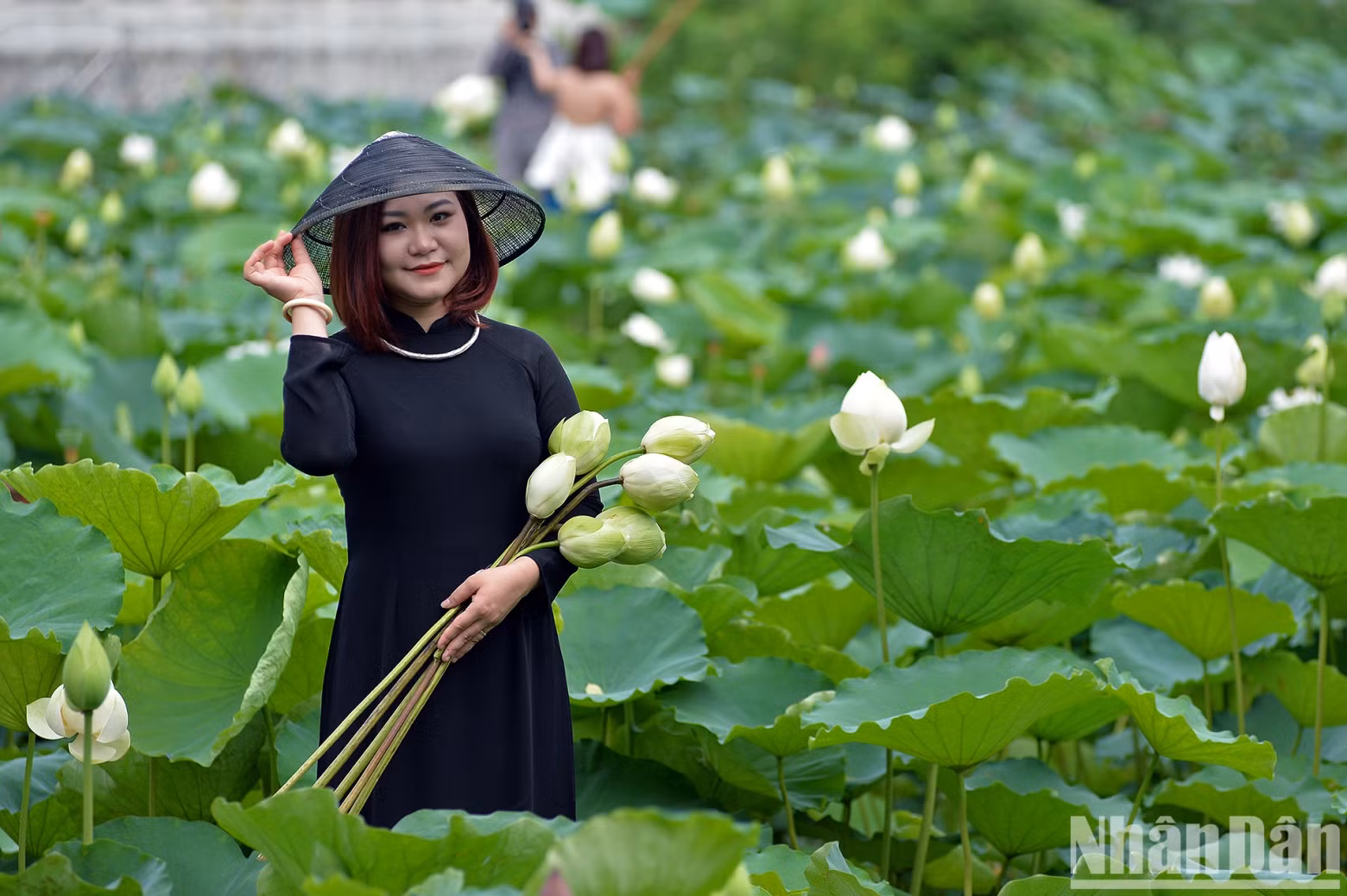 According to photographers, the best time to take photos with lotus flowers is early morning, because the weather is cool and the flowers are in full bloom, with a pleasant scent. According to photographers, the best time to take photos with lotus flowers is early morning, because the weather is cool and the flowers are in full bloom, with a pleasant scent.