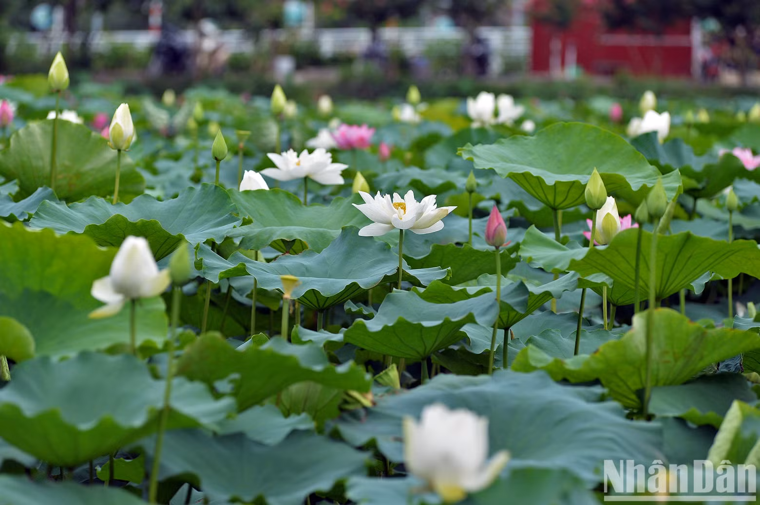 According to Buddhist scriptures, the lotus flower is soft, pure and fragrant, therefore, the lotus pod is a solemn and pure place for Buddha to meditate. According to Buddhist scriptures, the lotus flower is soft, pure and fragrant, therefore, the lotus pod is a solemn and pure place for Buddha to meditate.