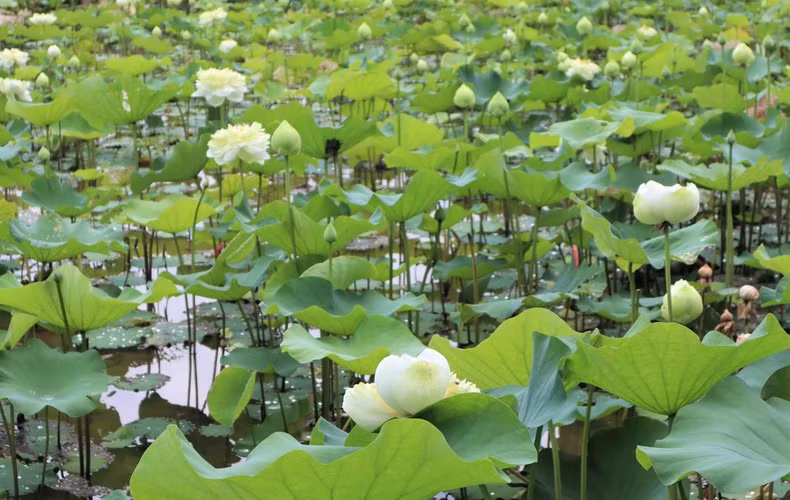The people here are growing about 20 varieties of lotus, serving many different purposes, such as for collecting flowers, leaves, seeds, and stems. The people here are growing about 20 varieties of lotus, serving many different purposes, such as for collecting flowers, leaves, seeds, and stems.