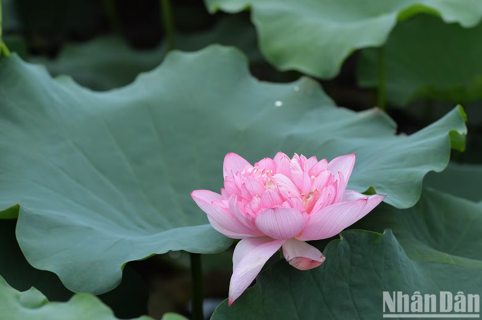 Lotus flowers bloom early at a lotus pond in Tay Ho District, Hanoi. Lotus flowers bloom early at a lotus pond in Tay Ho District, Hanoi.
