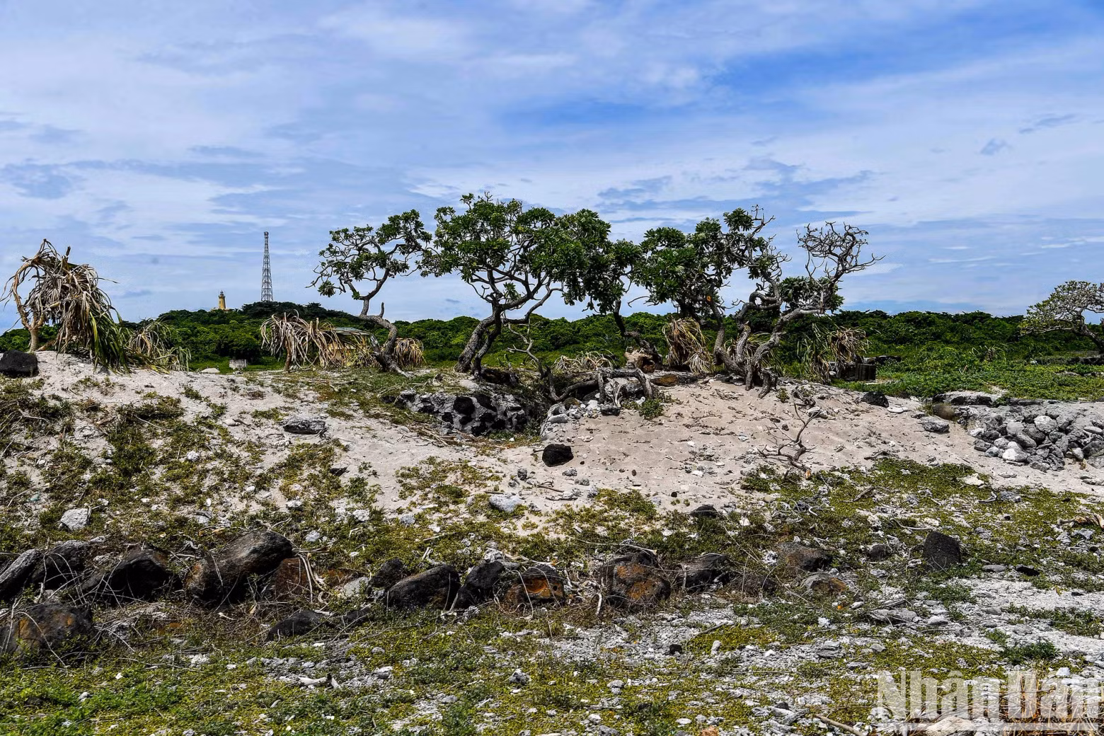 Formed by volcanic activity over 40,000 years ago, Con Co Island holds geological and ecological values, resembling a natural museum with its unique basalt rock terraces along the coast, small pristine beaches created from coral fragments, seashells, and sand, and clear, stable-temperature waters.