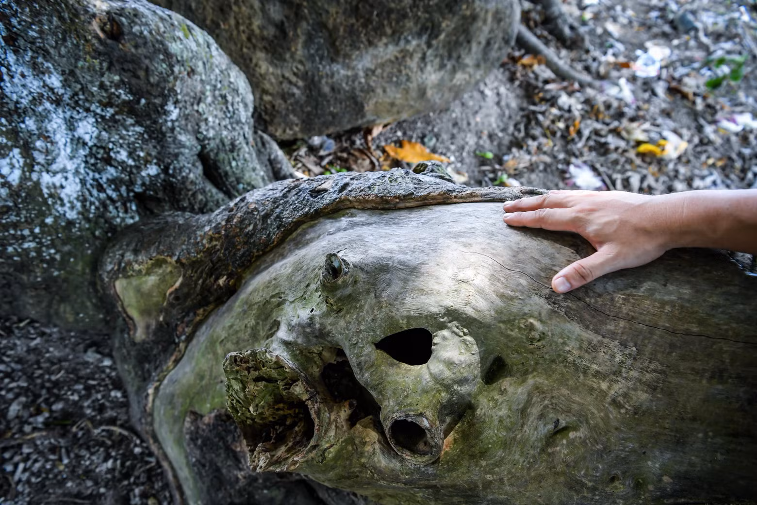 Over the years, the tree trunks have been bearing the marks of time.