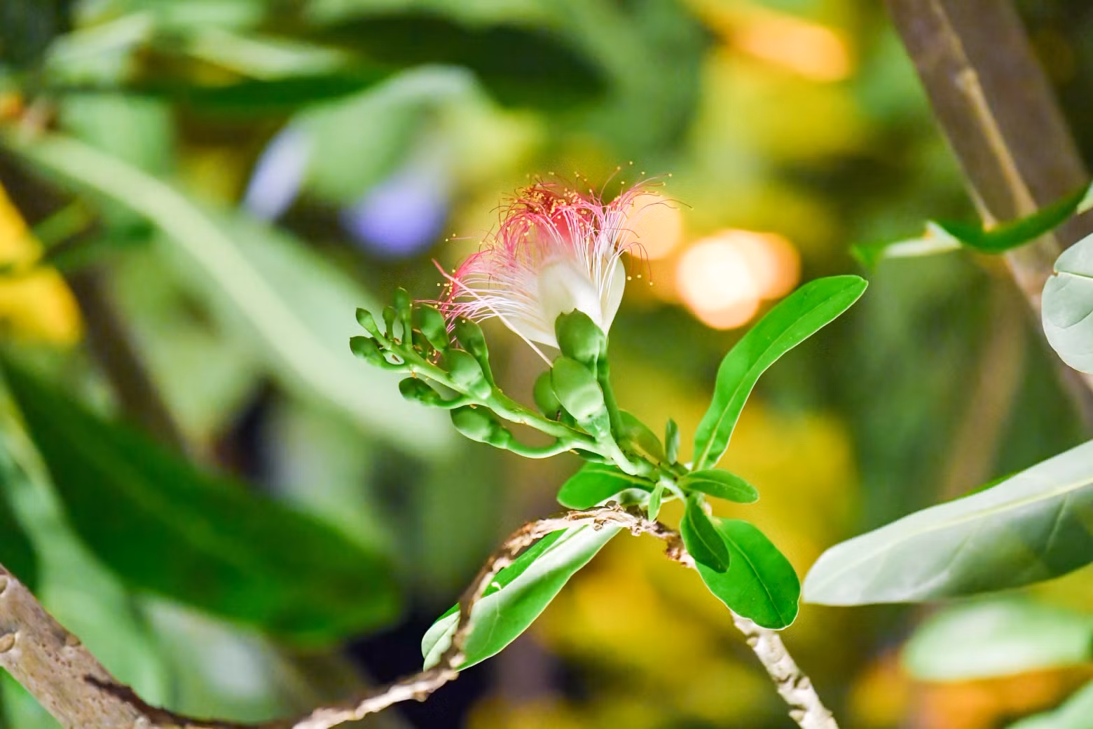 A cluster of square-fruit Malabar Almond flowers remains in the early morning sunlight.