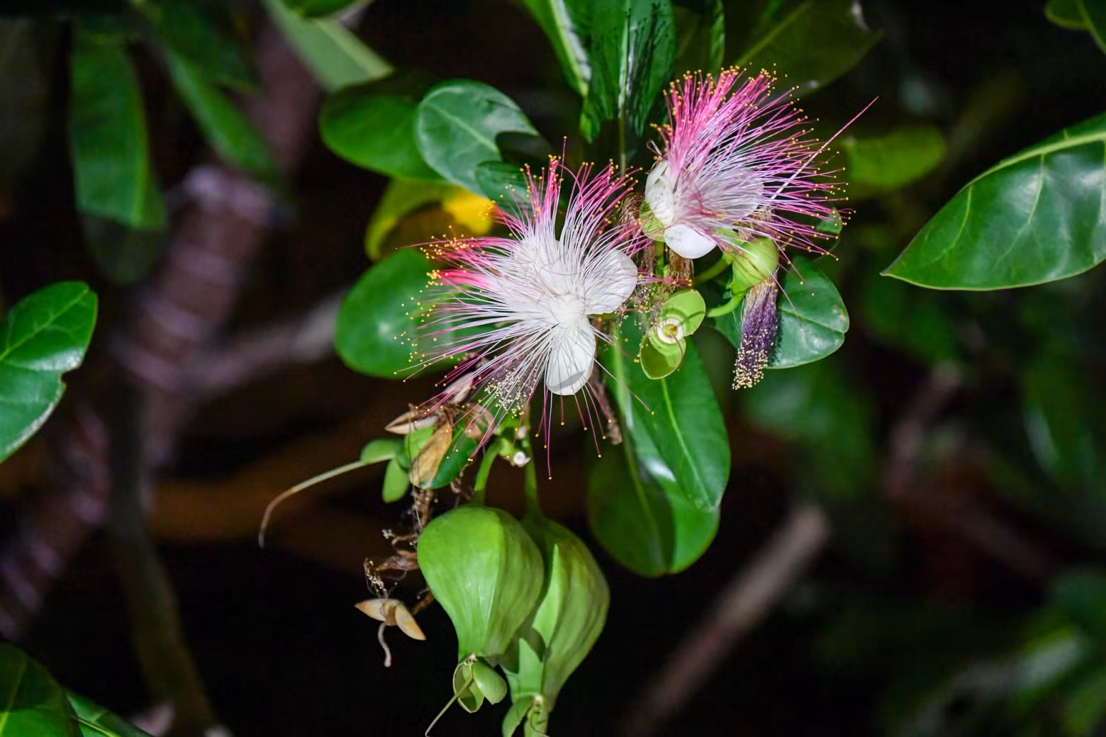 ...In moments, the entire cluster of flowers blooms release a delicate fragrance. The square-fruit Malabar Almond is often referred to as the "queen of the night”.