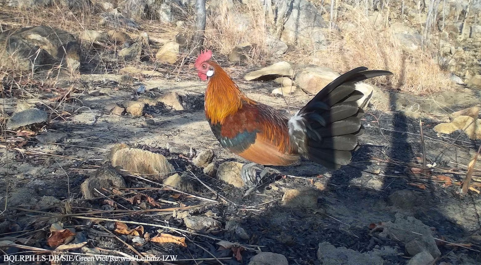 Jungle fowl. (Photo: The management board of Long Song-Da Bac protective forest) Jungle fowl. (Photo: The management board of Long Song-Da Bac protective forest)