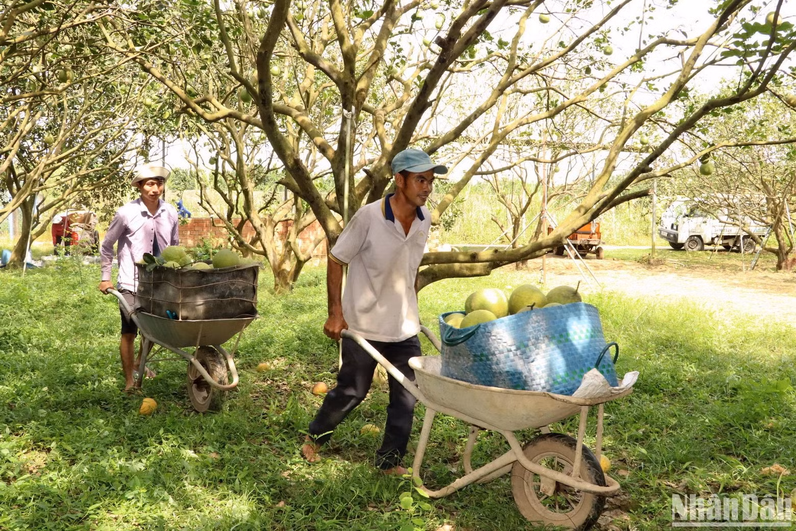 Locals harvesting pomelos at an orchard in Tan Trieu village.