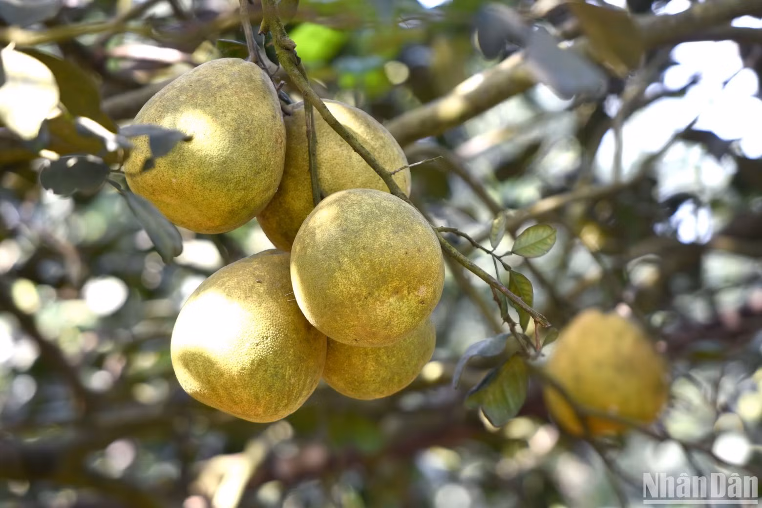Tan Trieu pomelo is a specialty of Dong Nai, chosen by many people as a gift on the occasion of Tet. It has a characteristic sweet taste rarely found anywhere else.